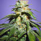 Nepal Jam feminized seeds