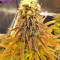 Graines de cannabis Peyote Purple Regular (CannaBioGen)