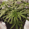 Pineapple Haze Seeds