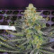 Graines de cannabis Purple Kush (Kannabia Seeds)