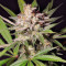 Graines de cannabis Silver Bubble (Reserva Privada)