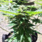 Thin Mint Crack Autoflower feminized seeds