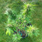Auto GG#4 Original Glue F1 เมล็ดพันธุ์สตรี (Seedkeepers)