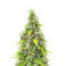 Auto GG#4 Original Glue F1 เมล็ดพันธุ์สตรี (Seedkeepers)