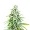 Cannatonic (Herbies Seeds)