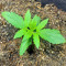 CBD Lemon Aid feminized seeds