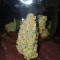 Critical Sensi Star Early Version Seeds
