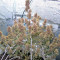 Delahaze feminized seeds