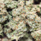 Dozy Cake Feminized Seeds (AlphaFem Seeds)