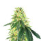 เมล็ด Lemon OG (AlphaFem Seeds)