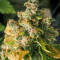 Purple Haze 1 feminized seeds
