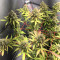 Purple Punch Auto (Herbies Seeds)