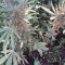 Venta de LSD Auto (Barney's Farm) | Semillas de marihuana feminizadas