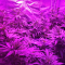 LSD Seeds - Cannabis Strain Seeds for Sale