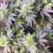 Gelato x Girl Scout Cookies (Herbies Seeds)