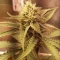 Gorilla Cookies Seeds