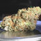 Runtz Muffin Seeds (Barney’s Farm)