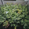 Critical Kush Seeds (Barney's Farm)