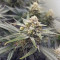 Forbidden Runtz Seeds - Cannabis Strain Seeds for Sale