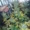 Vente de graines de cannabis Fast & Vast Auto (Heavyweight Seeds)
