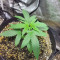 Wedding Cake feminized seeds for sale