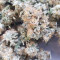 Gorilla Cookies Seeds