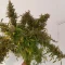 Kosher Kush 66 Autoflower feminized seeds for sale