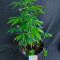 Compra Online | Semillas Gelato Auto Feminizadas | Herbies Seeds