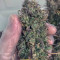 Vente de graines de cannabis Kosher Cake Auto (Fast Buds)