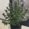 White Rhino feminized seeds for sale