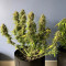 Compra Online | Semillas Gelato Auto Feminizadas | Herbies Seeds