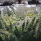 Buy Desfrán feminized seeds by Dutch Passion