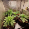 Gorilla Cookies Seeds
