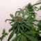 Buy Tatanka Pure CBD feminized seeds by Royal Queen Seeds