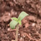 Achetez des graines féminisées Grandmommy Purple par Herbies Seeds