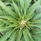 Achetez des graines féminisées Mimosa Shot par Herbies Seedbank