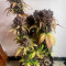 Vente de graines de cannabis Dark Devil Auto (Sweet Seeds)