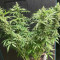 Sage 'n' Sour Seeds