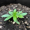 Sour Diesel Auto Feminized Seeds (Herbies Seeds USA)
