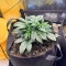 Semi femminizzati di Crème De la Chem Auto