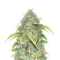 Forgotten Cookies Auto (Mephisto Genetics)