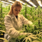 Girl Scout Cookies feminized seeds (Garden of Green)