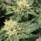Girl Scout Cookies feminized seeds (Garden of Green)