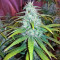 Gorilla Z Seeds