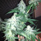 Grandaddy Black (Original Sensible Seeds)