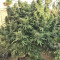 Grandaddy Purple feminized seeds (Big Head Seeds)