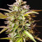 Graines de cannabis Guys Girl Scout Cookie Glue Auto (GGG1 Auto) (Dr. Krippling Seeds)