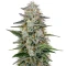 Hawaiian Snow (GHS)