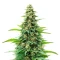 Kyle’s Skywalker OG Seeds