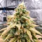 Kyle’s Sweet Island Seeds